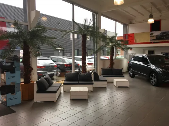 Palmen gro&szlig; mit Beleuchtung