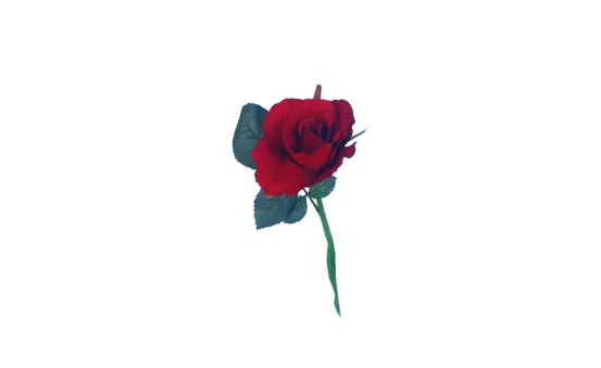 rote Rose 12er Set