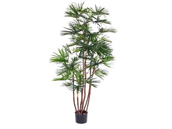 BabyFan Palme 1,6 m