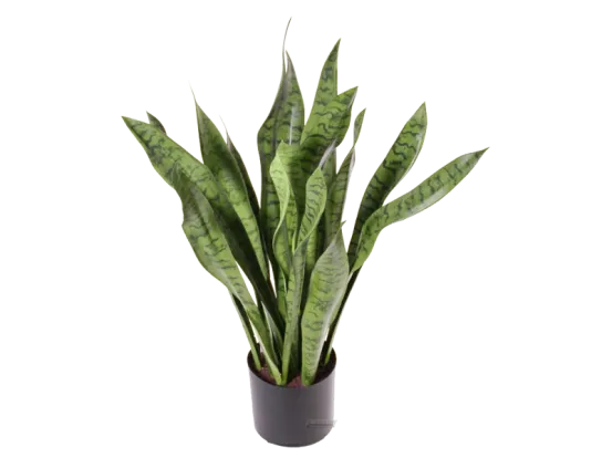 Sanseveria Bogenhanf Pflanze