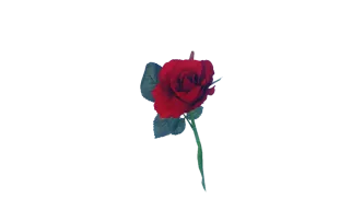 rote Rose 12er Set