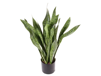 Sanseveria Bogenhanf Pflanze